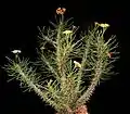E. gottlebei