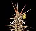 E. hofstaetteri