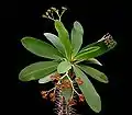 E. leandriana Boiteau (syn. E. horombensis Ursch & Leandri)