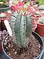 ホリダ（E. horrida）
