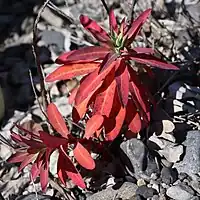 葉は長楕円形-倒披針形、紅葉して年を越す