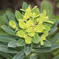 杯状花序を頂生し、花序の下側につく卵形の苞葉は黄色