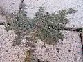 コニシキソウ・地表を這うように育つ