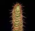 E. neohumbertii