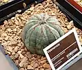 ユーフォルビア・オベサ（E. obesa）