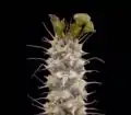 エウフォルビア・パルヴィキュアトフォラ（E. parvicyathophora）
