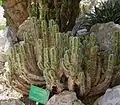 E. polyacantha