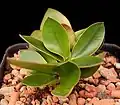 ユーフォルビア・クアルツィティコラ（E. quartziticola）