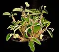 E. mangokyensis Denis (syn. E. razafindratsirae Lavranos)