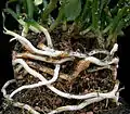 Euphorbia rhizophora (トウダイグサ科) の根茎