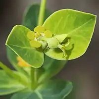 杯状花序、4個の黄褐色の腎臓形の腺体から1個の雌花を伸ばし、花柱は3個、先に2裂した柱頭がある