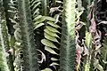 彩雲閣（E. trigona）