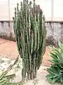 Euphorbia trigona f. rubra