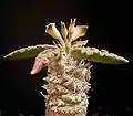 ユーフォルビア・トゥレアレンシス（E. tulearensis）