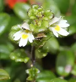 コケコゴメグサ木曽駒ヶ岳