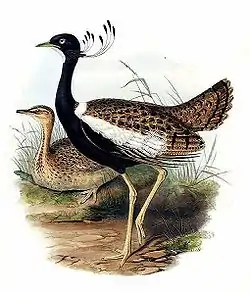 インドショウノガン