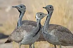 コノドグロショウノガン