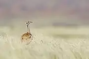 砂丘近くの草原にたたずむコノドグロショウノガン