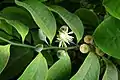 Eupomatia laurina
