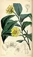 Eupomatia laurina