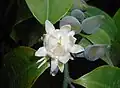 Eupomatia laurina