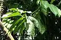 Eupomatia laurina