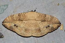 Eupterote asclepiades（オビガ科）生体, マレーシア