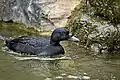 ヨーロッパクロガモM. nigra