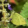 キチョウEurema hacabeシロチョウ科