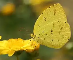 Eurema hacabe