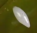 卵