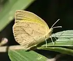 ツマグロキチョウEurema laeta