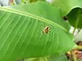 バナナの葉の上