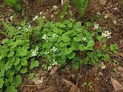花茎は倒れる（5月上旬）。