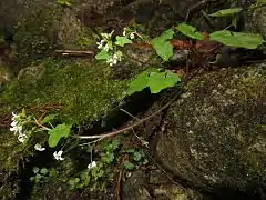 ユリワサビ