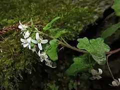 花は白色の十字状の4弁花。