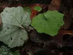 (2) 葉は濃緑色で縁に波状の粗い鋸歯がある。4月。