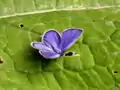 雄(リトアニア産)