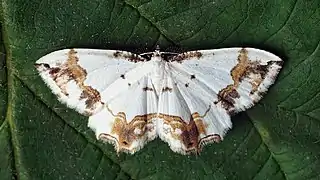 シロフタオ Eversmannia exornata, ロシア