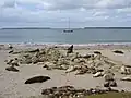 ニュージーランドアシカ