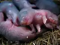 モグラは多産（ヨーロッパモグラ）