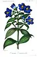 Exacum