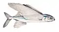 Exocoetus volitans　イダテントビウオ