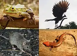 四肢動物