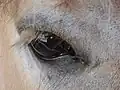 ウマのまつげ