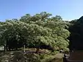 上江津地区・細川藩家老有吉家別邸跡