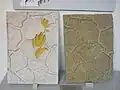 砂岩に残ったキロテリウムと石膏型