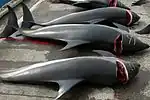 タイセイヨウカマイルカも獲れる。小型鯨類の頚部を切開し活け締め及び血抜きをする。頚部切開は脳への血流を止めて小型鯨類を即死させるためで、長時間の苦痛が避けられ、また、漁師にとっても安全である。