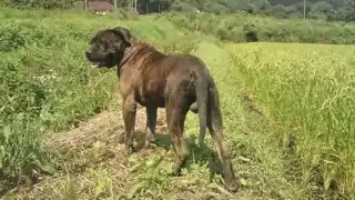 未断耳のペロ・デ・プレサ・カナリオ