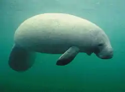 アメリカマナティー(海牛)